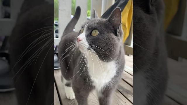 Если тебе захотелось поработать, #смех #приколы #pets #cat #cats #catlovers #catshorts #catvideos Если тебе захотелось поработать, #смех #приколы #pets #cat #cats #catlovers #catshorts #catvideos