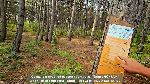 Видео для беговой дорожки | Бег в лесу Видео для беговой дорожки | Бег в лесу