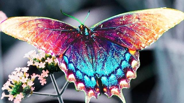 10 САМЫХ КРАСИВЫХ БАБОЧЕК! 10 САМЫХ КРАСИВЫХ БАБОЧЕК!
