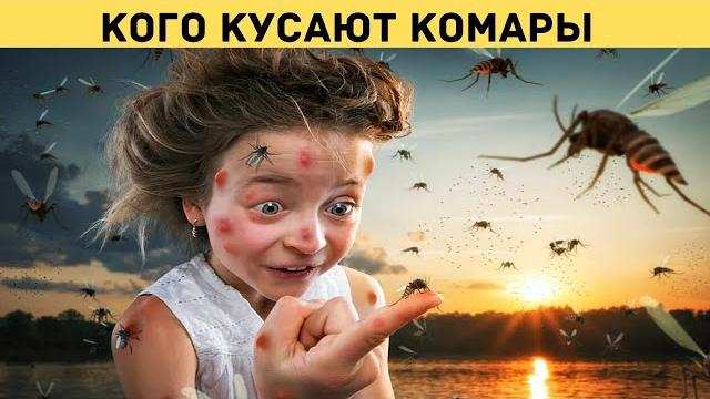 Почему комар кусает одних больше чем других? Как избавиться от комаров и какие средства помогут? Почему комар кусает одних больше чем других? Как избавиться от комаров и какие средства помогут?