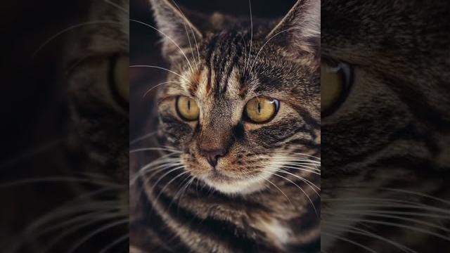 cat whiskers. Усы кошки. cat whiskers. Усы кошки.