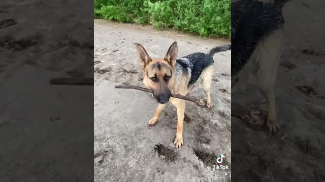 Собака немецкая овчарка смешно приколы Собака немецкая овчарка смешно приколы