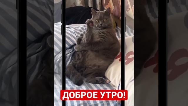 Доброе утро! #приколы #смех #animals #животные #коты #cat #мем #смешныекошки #funnyvideo #кошки Доброе утро! #приколы #смех #animals #животные #коты #cat #мем #смешныекошки #funnyvideo #кошки