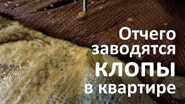Отчего заводятся клопы в квартире Отчего заводятся клопы в квартире