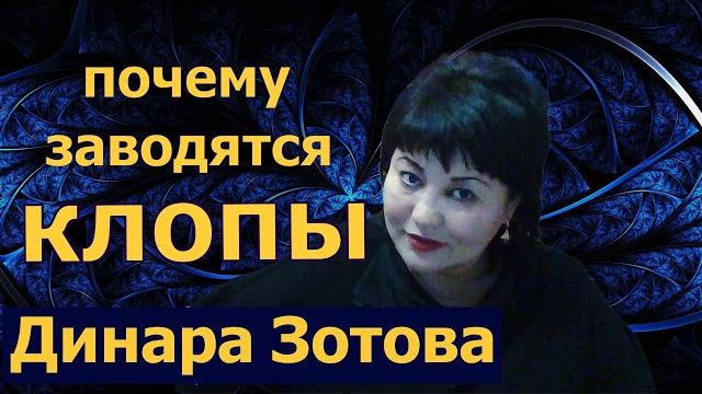 Почему заводятся клопы Почему заводятся клопы