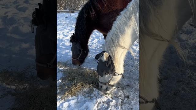 Повязки на глаза у лошади. Для чего? Повязки на глаза у лошади. Для чего?
