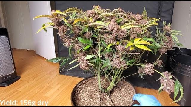 Timelapse of Purple Lemonade Auto from Fastbuds - 156 grams dry Timelapse of Purple Lemonade Auto from Fastbuds - 156 grams dry