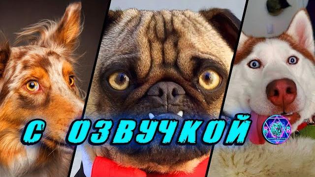 Приколы с котами! - С ОЗВУЧКОЙ! СМЕШНЫЕ КОТЫ! Самые смешные животные! Попробуй не засмеяться! 2025 Приколы с котами! - С ОЗВУЧКОЙ! СМЕШНЫЕ КОТЫ! Самые смешные животные! Попробуй не засмеяться! 2025