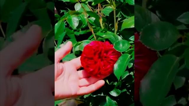 Роза Ред Эден Розе Эрик Таберли Роза Ред Эден Розе Эрик Таберли