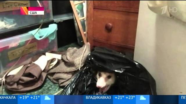 Опоссумы поселились в квартире Опоссумы поселились в квартире