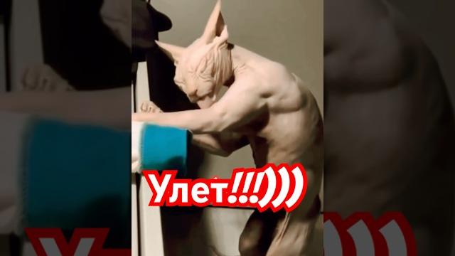 Самые смешные животныеПриколы с собаками и котами 2025 ч.131 #funnycats #funnyanimals #catlover Самые смешные животныеПриколы с собаками и котами 2025 ч.131 #funnycats #funnyanimals #catlover