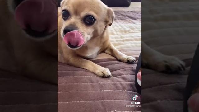 Парень и чихуахуа смешные видео Парень и чихуахуа смешные видео