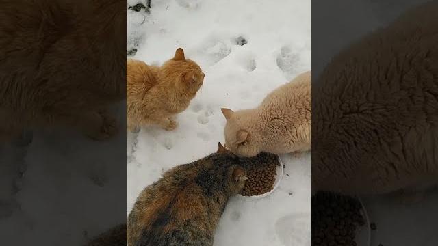 #shorts Снег - Голодные кошки. #cats #shorts Снег - Голодные кошки. #cats
