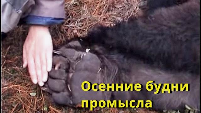 Осенние будни промысла / охота в Сибири Hunting in Siberia Осенние будни промысла / охота в Сибири Hunting in Siberia