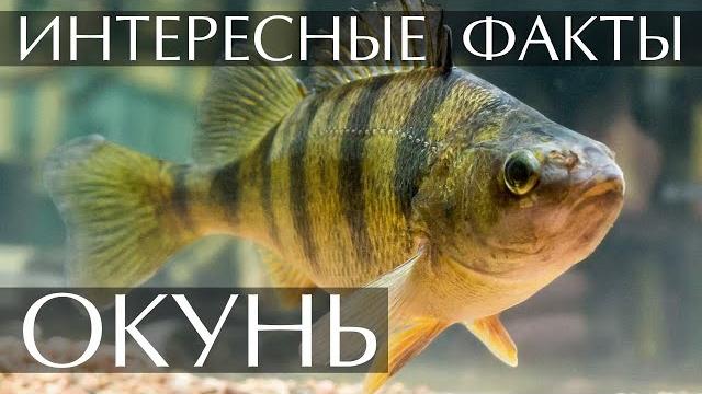 Окунь - интересные факты Окунь - интересные факты
