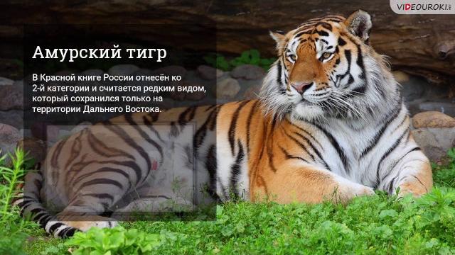 Красная книга России Красная книга России