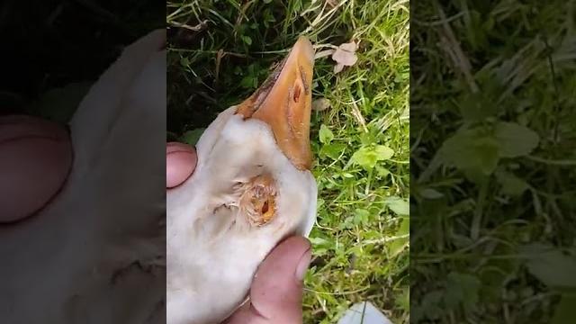 Лечу глаз гуся. Лечу глаз гуся.