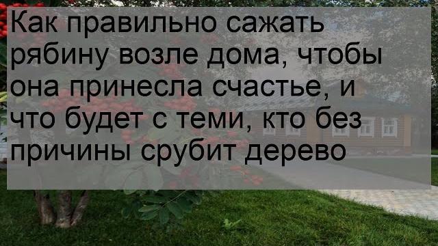 Как правильно сажать рябину возле дома, чтобы она принесла счастье, и что будет с теми, кто без пр. Как правильно сажать рябину возле дома, чтобы она принесла счастье, и что будет с теми, кто без пр.