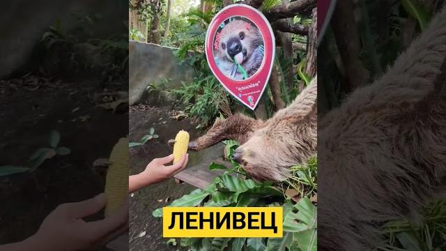 Ленивец ест кукурузу Ленивец ест кукурузу