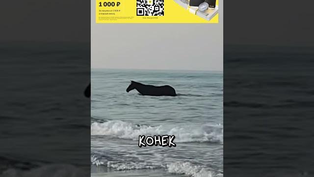 Морские Коньки Это Дичь Морские Коньки Это Дичь