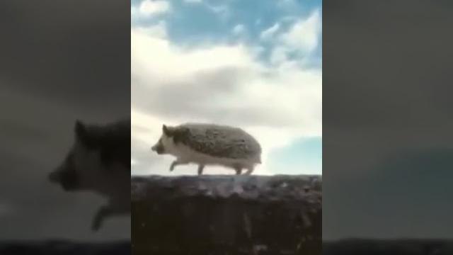 А ёжики ебуца А ёжики ебуца