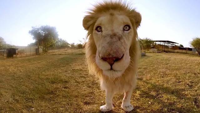 Surrounded by White Lions - 4K 360° VR Surrounded by White Lions - 4K 360° VR