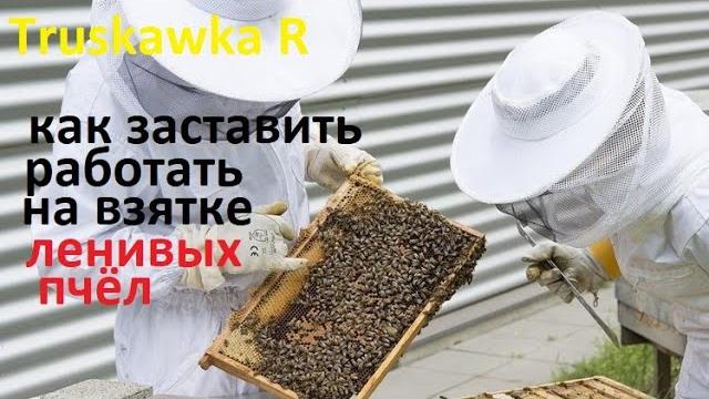 #Пчёлы. Некоторые семьи не носят #мёд. Как заставить их работать на нужном растении и приносить мёд. #Пчёлы. Некоторые семьи не носят #мёд. Как заставить их работать на нужном растении и приносить мёд.