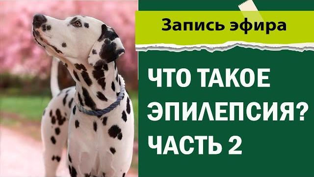Эпилепсия у собак часть 2 Эпилепсия у собак часть 2