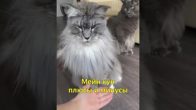 Мейн-куны плюсы и минусы Мейн-куны плюсы и минусы