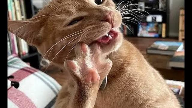 Мясо? Нет, не видел! Видео смешных котов, котят и собак! Мясо? Нет, не видел! Видео смешных котов, котят и собак!