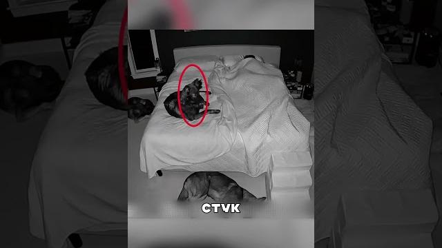 Храбрые собаки встали на ЗАЩИТУ хозяйки Храбрые собаки встали на ЗАЩИТУ хозяйки