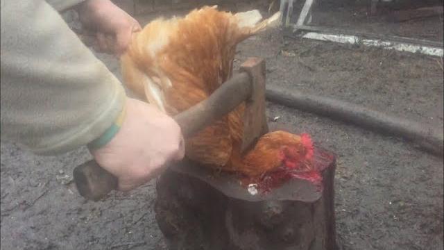 КАК ЗАРУБАТЬ КУРИЦУ В ДОМАШНИХ УСЛОВИЯХ КАК ЗАРУБАТЬ КУРИЦУ В ДОМАШНИХ УСЛОВИЯХ