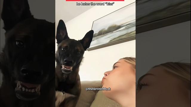 реакция собаки на поцелуй хозяина #собака #dog #dogs #dogshorts #funnydogs #animals #cat #cats #юмор реакция собаки на поцелуй хозяина #собака #dog #dogs #dogshorts #funnydogs #animals #cat #cats #юмор