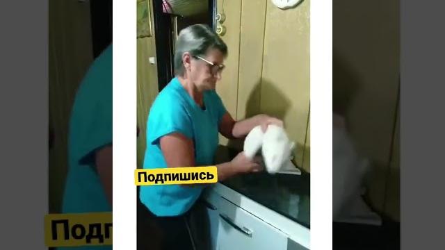 Воспитание кота Воспитание кота