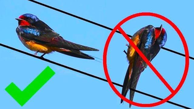ПОЧЕМУ ПТИЦ НЕ БЬЁТ ТОКОМ НА ПРОВОДАХ с 100000 ВОЛЬТ ПОЧЕМУ ПТИЦ НЕ БЬЁТ ТОКОМ НА ПРОВОДАХ с 100000 ВОЛЬТ
