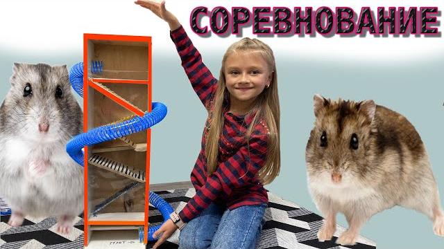 СОРЕВНОВАНИЯ ХОМЯКОВ КТО ПОБЕДИТ? ПОСТРОИЛИ ЛАБИРИНТ СОРЕВНОВАНИЯ ХОМЯКОВ КТО ПОБЕДИТ? ПОСТРОИЛИ ЛАБИРИНТ