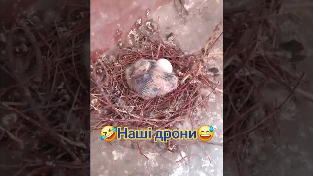 Птенец #юмор #голубь#дрон#пташеня Птенец #юмор #голубь#дрон#пташеня