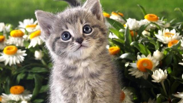 СМЕШНЫЕ КОТЫ ВИДЕО ПРИКОЛЫ ПРО КОШЕК Funny Cats 2020 СМЕШНЫЕ КОТЫ ВИДЕО ПРИКОЛЫ ПРО КОШЕК Funny Cats 2020
