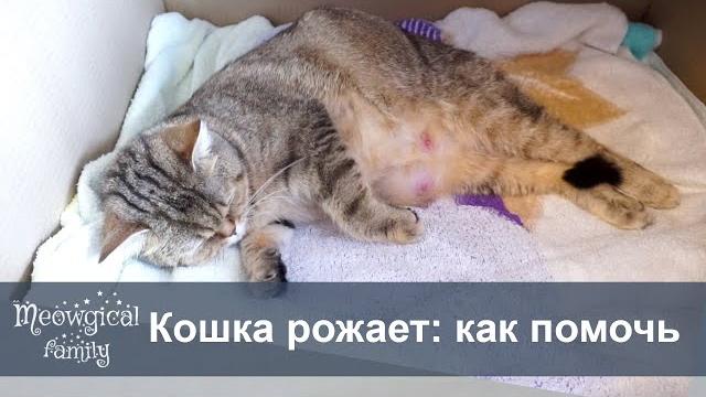 Как помочь кошке во время родов? Как помочь кошке во время родов?