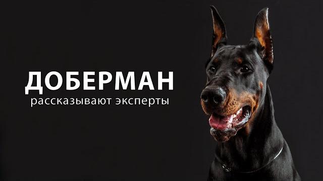ДОБЕРМАН. О породе рассказывают эксперты ДОБЕРМАН. О породе рассказывают эксперты