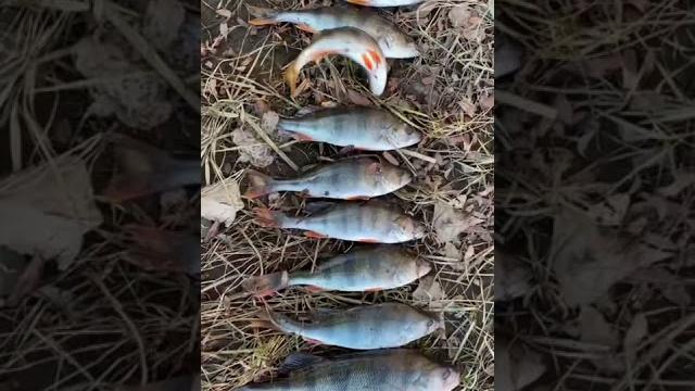 Лучшая оснастка на пассивного окуня! Лучшая оснастка на пассивного окуня!