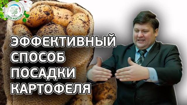 КАРТОФЕЛЯ БУДЕТ В 2 РАЗА БОЛЬШЕ ЕСЛИ ПОСАДИТЕ ТАКИМ СПОСОБОМ. Как посадить картофель. КАРТОФЕЛЯ БУДЕТ В 2 РАЗА БОЛЬШЕ ЕСЛИ ПОСАДИТЕ ТАКИМ СПОСОБОМ. Как посадить картофель.