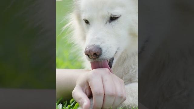 Fluorouracil and Pet Safety | How You Can Keep Your Pets Safe When Using 5-FU #fdaknowledge Fluorouracil and Pet Safety | How You Can Keep Your Pets Safe When Using 5-FU #fdaknowledge