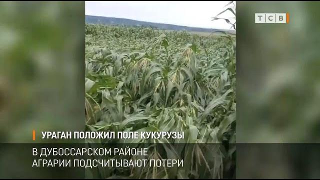 Ураган положил поле кукурузы Ураган положил поле кукурузы