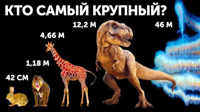 Кто самый крупный из животных (И это не кит!) Кто самый крупный из животных (И это не кит!)