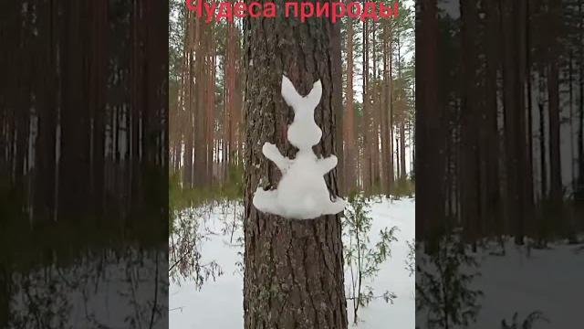 Природа зимой Природа зимой