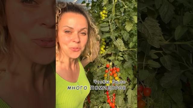 Чтобы было много помидоров Автор: petrovchanka_lera Чтобы было много помидоров Автор: petrovchanka_lera