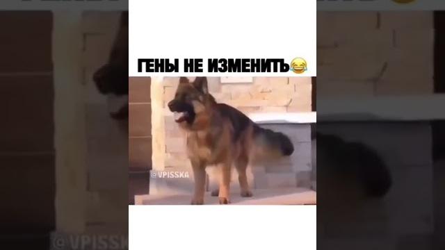 Прикол над немецкой Авчаркой Прикол над немецкой Авчаркой
