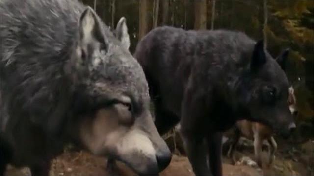 Клип про волков Клип про волков