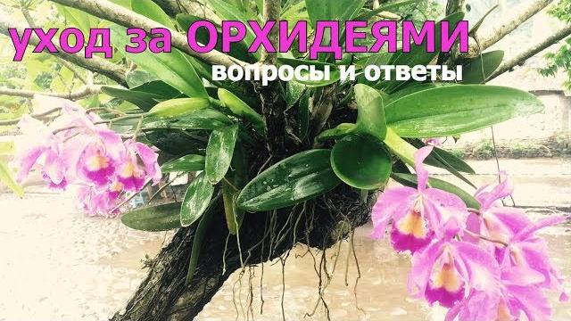 уход за ОРХИДЕЯМИ вопросы и ответы 24 09 2018 уход за ОРХИДЕЯМИ вопросы и ответы 24 09 2018